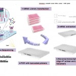 Figure 1 Method for genome-wide identification of regulators of alternative splicing in mammalian cells.